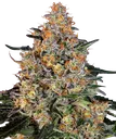 Bubba Kush | PHOTOFEM | Barneys Farm