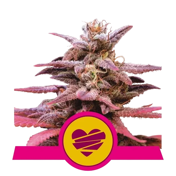 Wedding Crasher | PHOTOFEM | Royal Queen Seeds