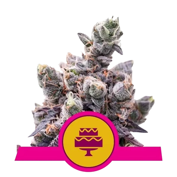 Wedding Gelato | PHOTOFEM | Royal Queen Seeds