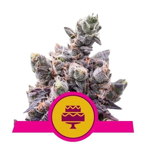 Wedding Gelato