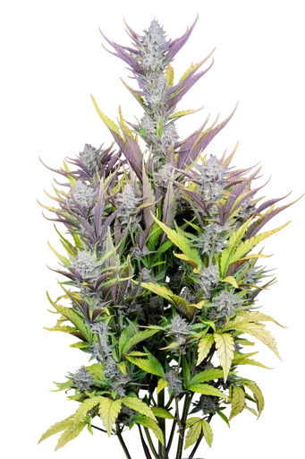 Wedding Glue Auto