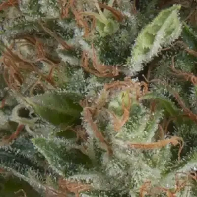 Wembley Auto | AUTOFEM | Pyramid Seeds