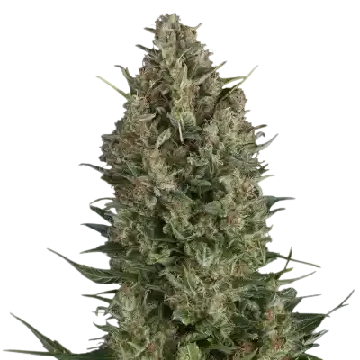 Wembley | PHOTOFEM | Pyramid Seeds
