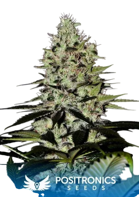 Wernard Express Auto | AUTOFEM | Positronic Seeds