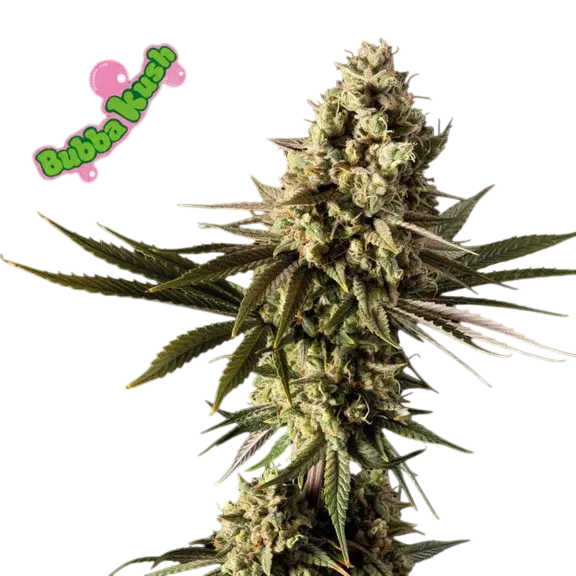 Bubba Kush | PHOTOFEM | Tiger One Bulk