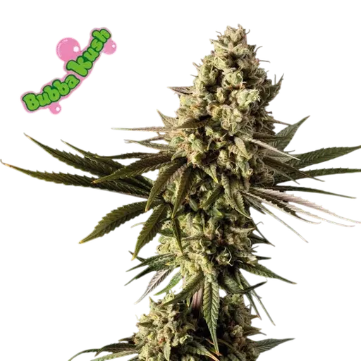 Bubba Kush