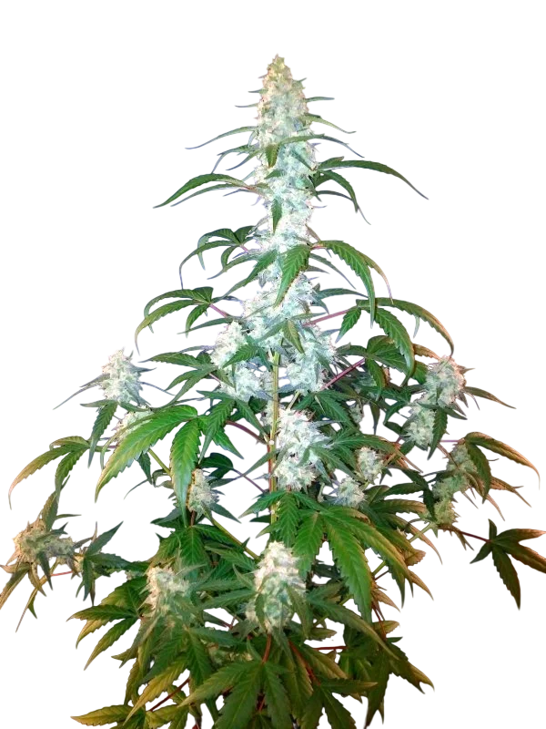 West Coast O.G. Auto | AUTOFEM | Fast Buds