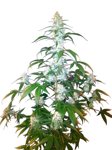 West Coast O.G. Auto