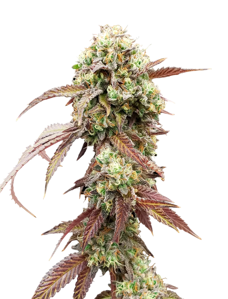 West Coast OG x Gelato 41 Auto | AUTOFEM | Greenhouse Seed Co.