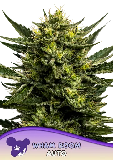 WHAM BOOM Auto | AUTOFEM | Anesia Seeds