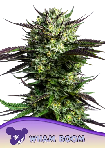 WHAM BOOM | PHOTOFEM | Anesia Seeds