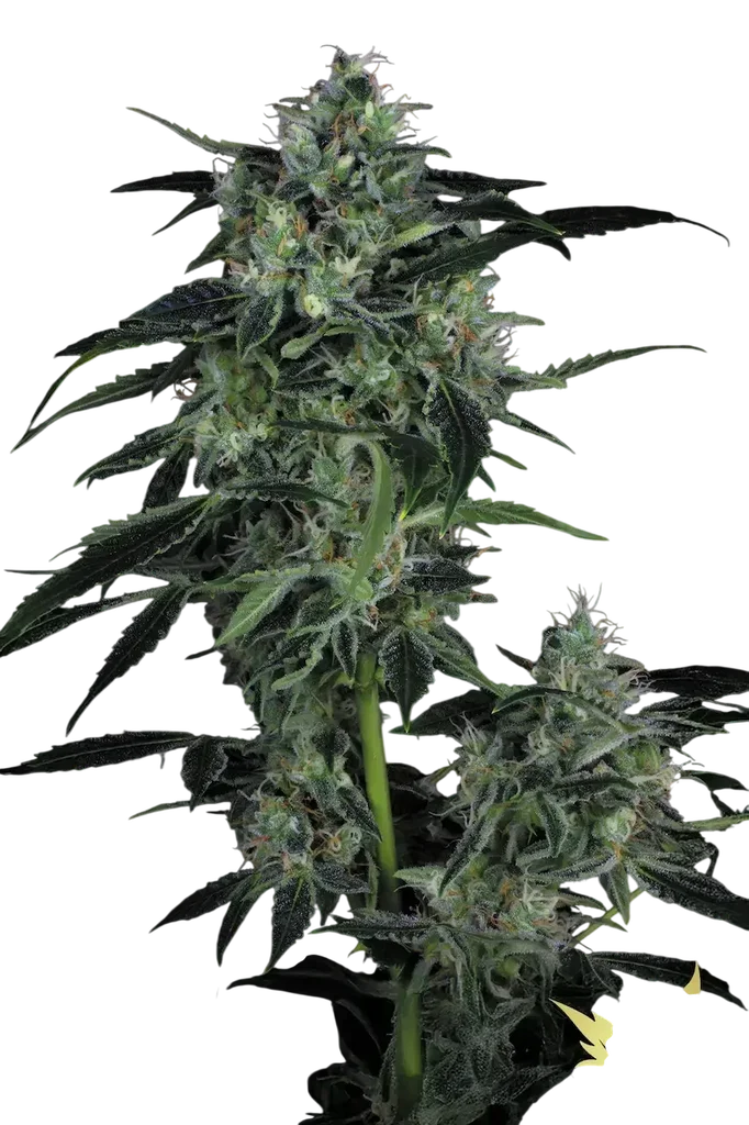 Whiteberry Auto – Produktansicht
