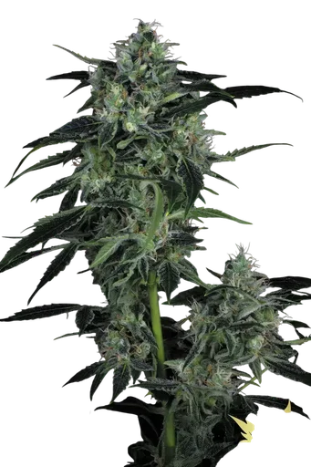 Whiteberry Auto