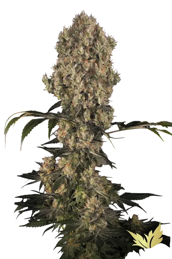 White Berry | PHOTOFEM | Paradise Seeds