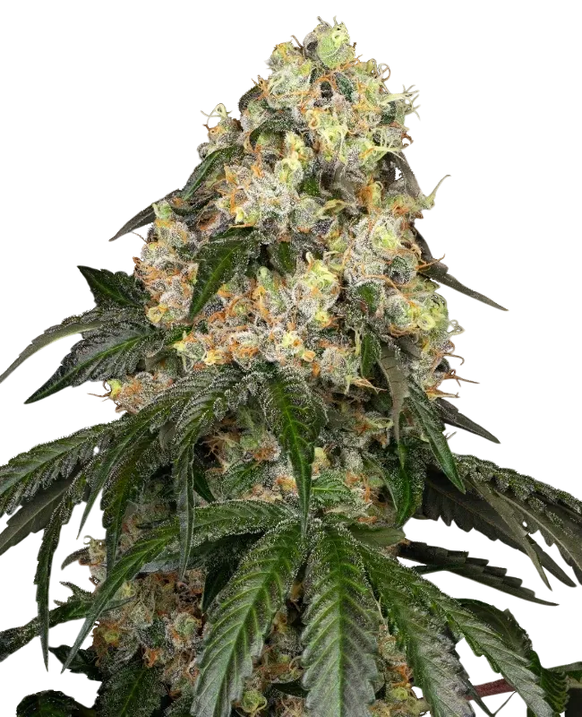 White Biscotti OG XXL | PHOTOFEM | White Label Seed Company