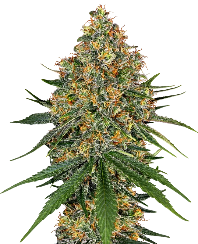 White Cheese | PHOTOFEM | White Label Seed Company