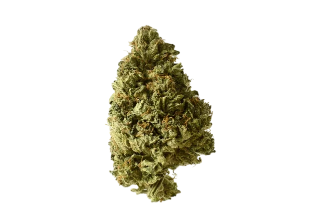 White Choco Auto | AUTOFEM | Amsterdam Genetics