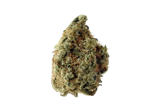 White Choco | PHOTOFEM | Amsterdam Genetics