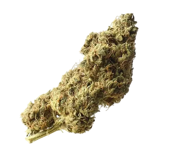 White Choco Haze | PHOTOFEM | Amsterdam Genetics