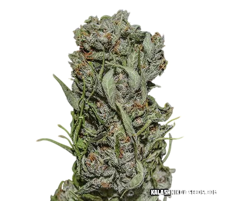 White Critical Express | PHOTOFEM | Kalashnikov Seeds