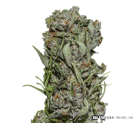 White Critical Express | PHOTOFEM | Kalashnikov Seeds