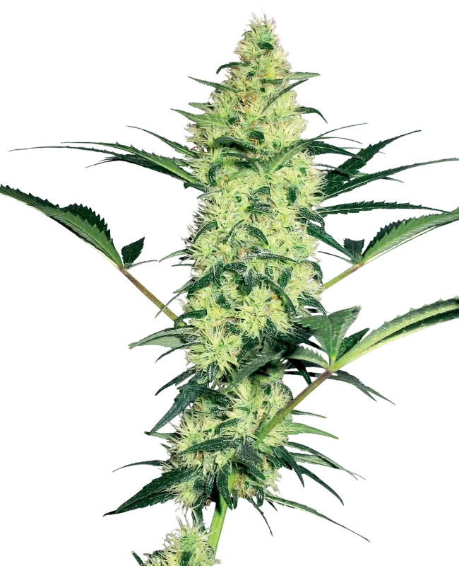 White Diesel | PHOTOFEM | White Label Seed Company