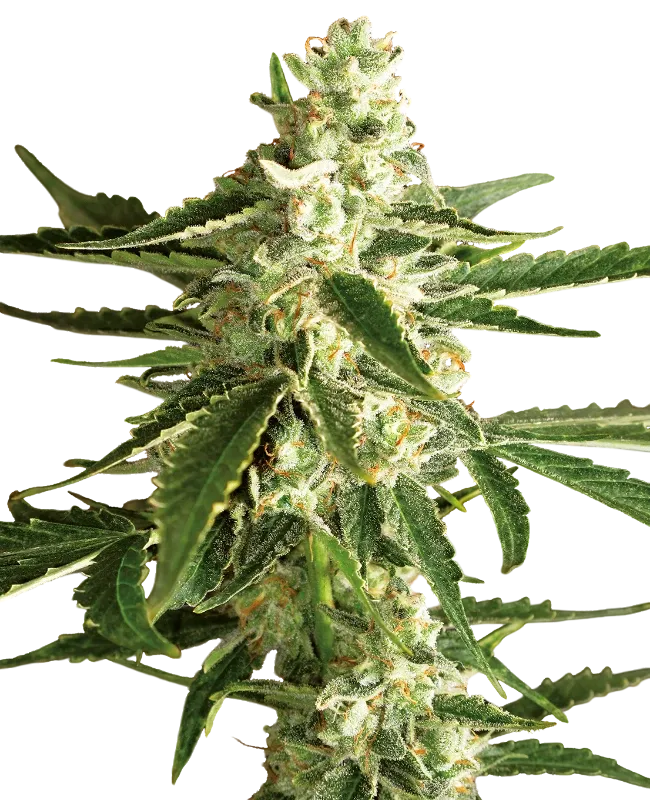 White Diesel Haze Auto | AUTOFEM | White Label Seed Company