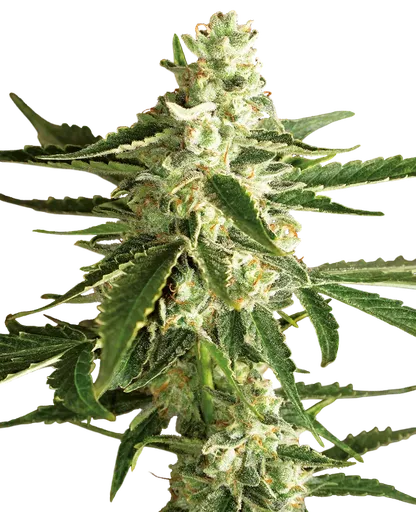 White Diesel Haze Auto