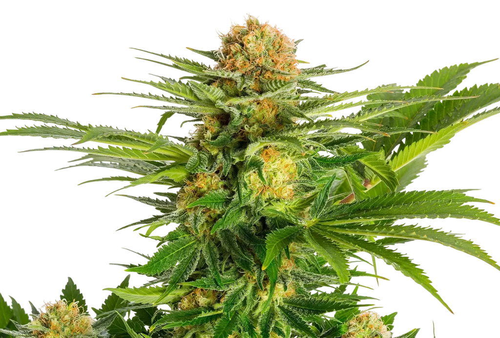 White Domina | PHOTOFEM | Kannabia Seeds