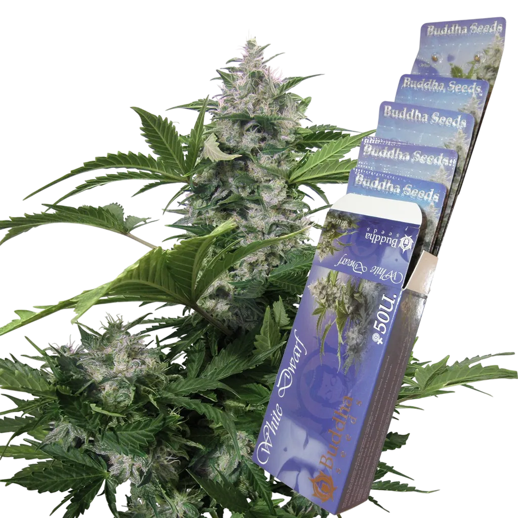White Dwarf Auto | AUTOFEM | Buddha Seeds