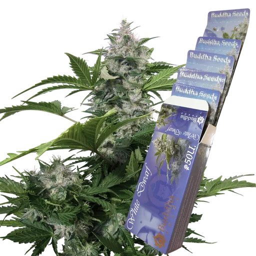 White Dwarf Auto