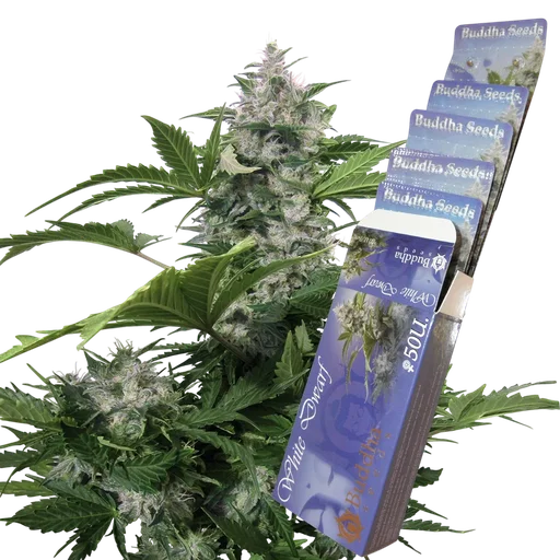 White Dwarf Auto