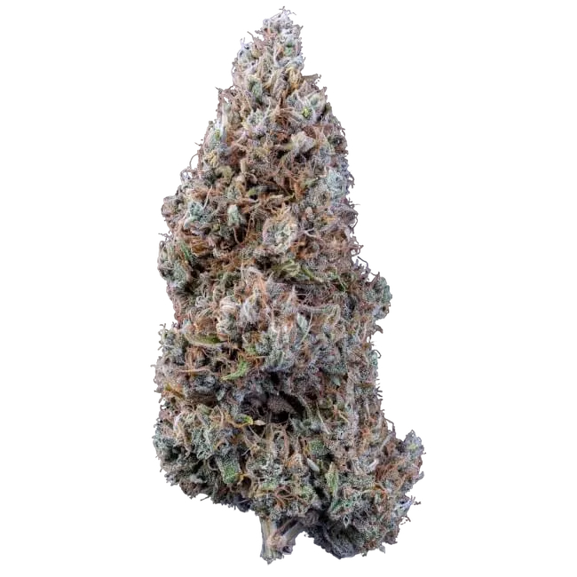 Bubbasquanch Auto | AUTOFEM | Mephisto Genetics