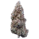 Bubbasquanch Auto | AUTOFEM | Mephisto Genetics