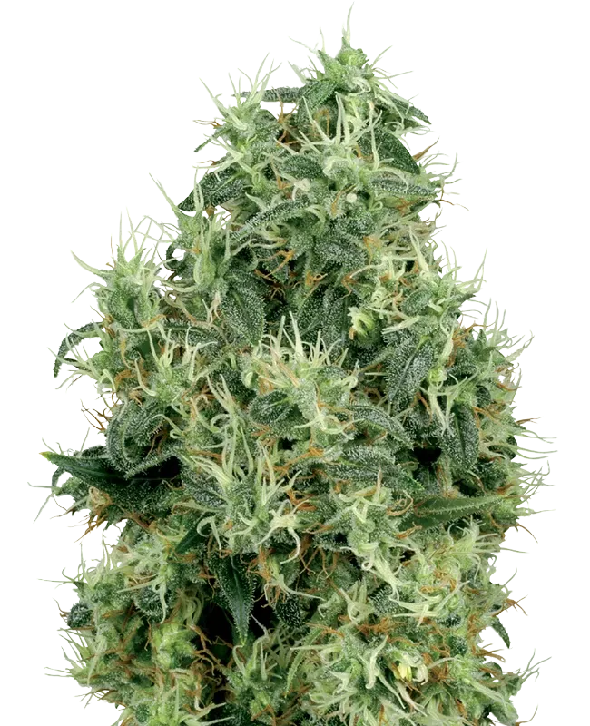White Gold | PHOTOFEM | White Label Seed Company