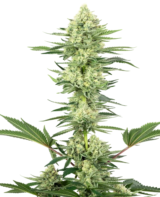 White Gorilla Haze | PHOTOFEM | White Label Seed Company