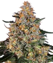 Bubba Kush | PHOTOFEM | Barneys Farm