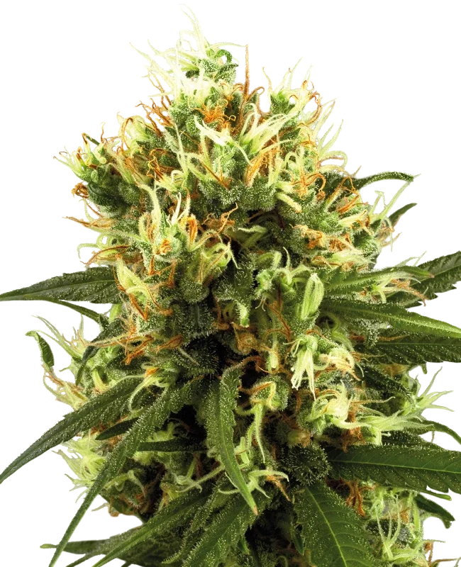 White Haze Auto | AUTOFEM | White Label Seed Company