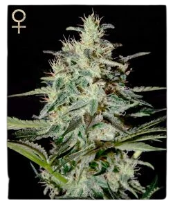 White Lemon | PHOTOFEM | Greenhouse - Strain Hunters