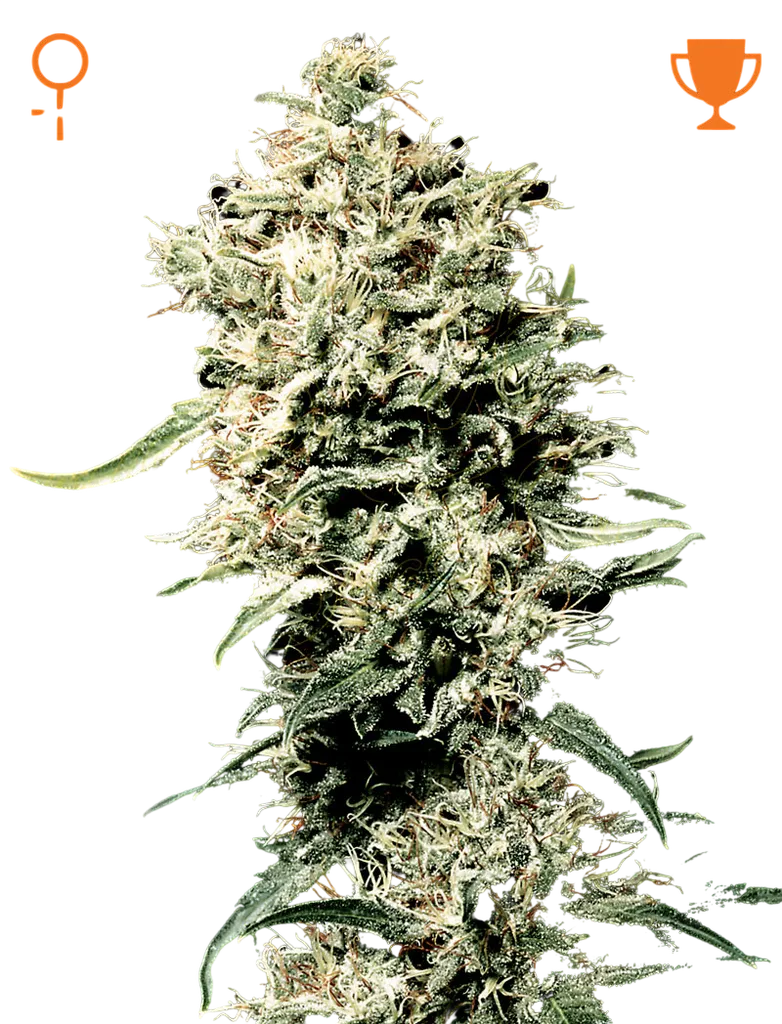 White Rhino | PHOTOFEM | Greenhouse Seed Co.
