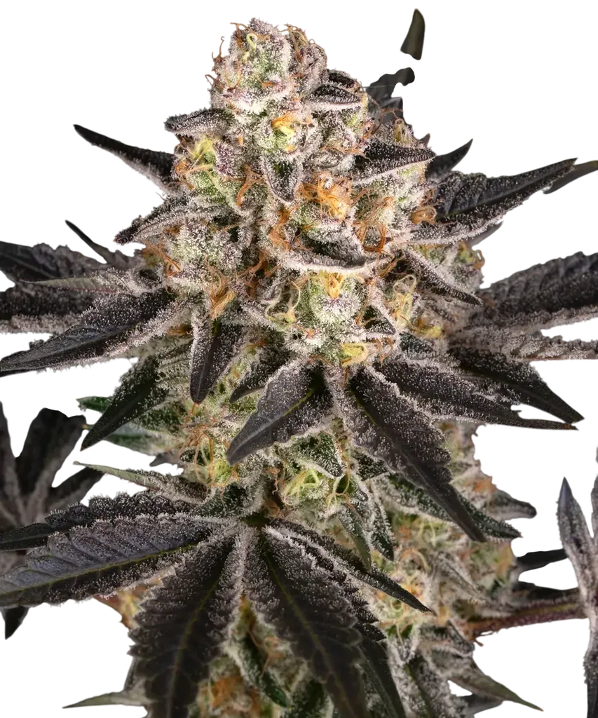 White Runtz | PHOTOFEM | Barneys Farm