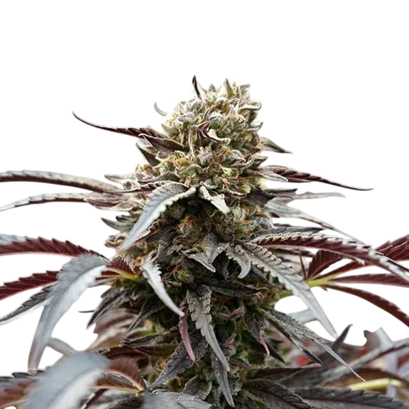 White Runtz FAST | PHOTOFEM | Humboldt Seed Org.