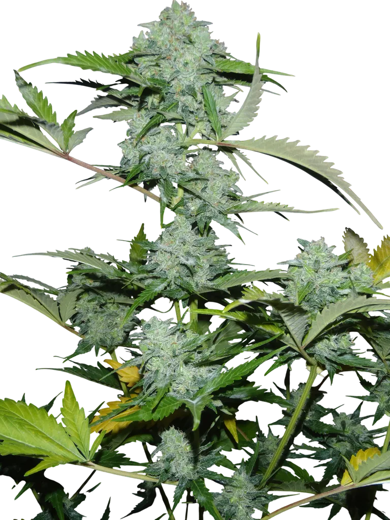 White Russian Auto | AUTOFEM | Serious Seeds