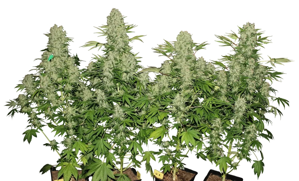 White Russian | PHOTOFEM | Serious Seeds