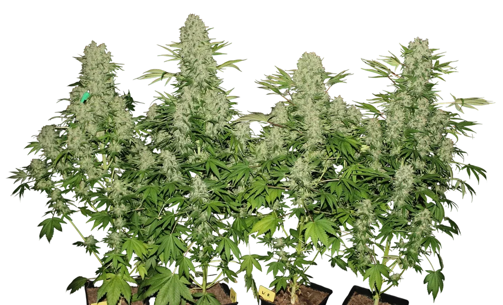 White Russian | PHOTOFEM | Serious Seeds