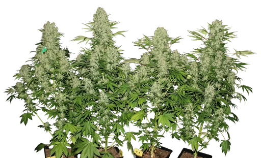 White Russian