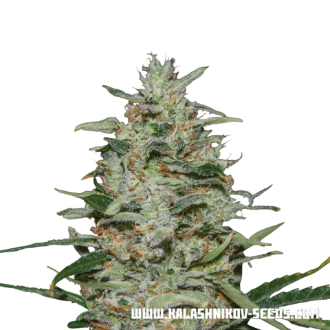 White Russian OG | PHOTOFEM | Kalashnikov Seeds
