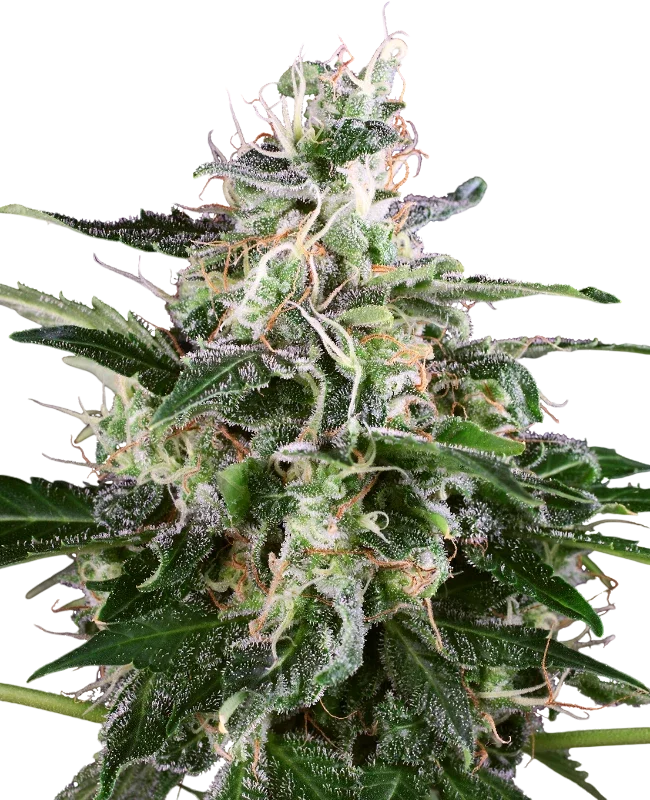White Skunk Auto | AUTOFEM | White Label Seed Company