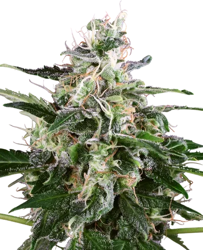 White Skunk Auto