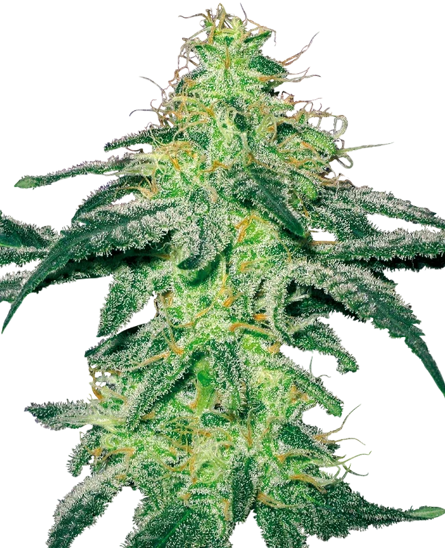 White Skunk | PHOTOFEM | White Label Seed Company